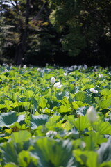 Lotus root Japanese 