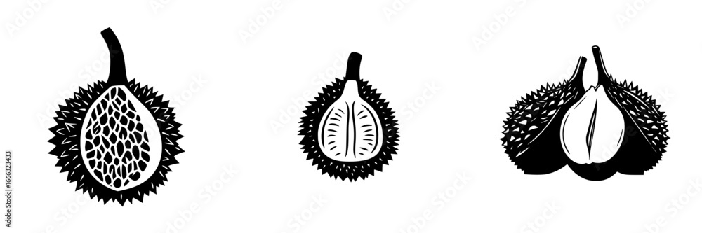 Poster detailed illustration of durian fruit showing various stages of its texture and inner structure on a