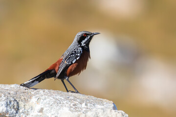 Male Cape Rockjumper (Chaetops frenatus) perched on rock, Hangklip Mountains, Rooiels, Western Cape South Africa. IUCN Near Threatened