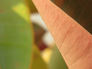 detail of leaf