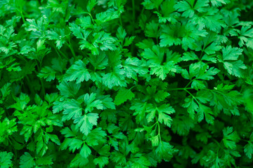 Green parsley leaves early in the morning after rain. A healthy vegetable product.