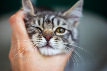 The cat's face is out of focus in close-up and the hand that holds it