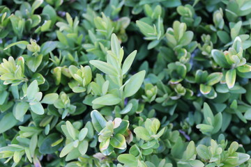 Green bush leaves close-up