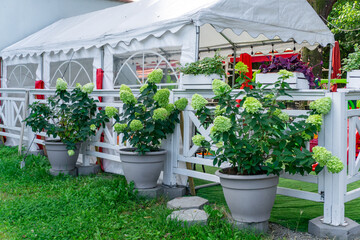Potted hydrangeas and ornamental plants arranged by a white fence and garden tent in the city...