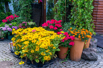 Colorful potted flowers, yellow rudbeckias, pink geraniums and orange marigolds arranged on cobblestone ground in front of a flower shop.