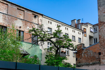 Tree growing on the facade of a tenement house among old walls and windows, creating an unusual element of the urban landscape