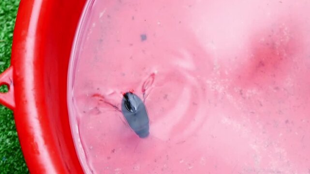 Close-up view of a black insect diving beetle floating gracefully on a vibrant pink liquid within a red bucket, creating an unusual and captivating visual composition