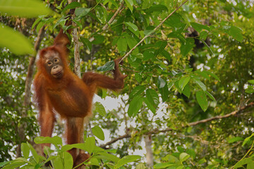 Young orangutan climbing in the rainforest canopy