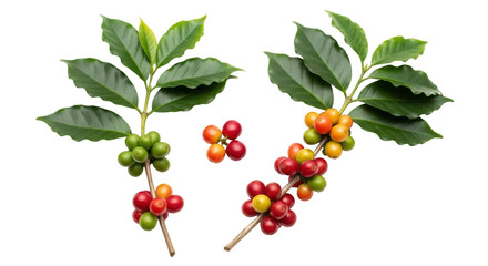 Isolated Coffee Plant with Coffee Beans on White Background