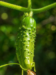 Young Cucumber Growing on a Vine.