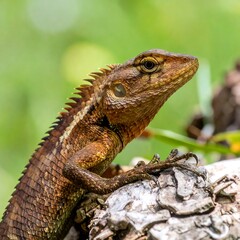Obraz premium Close-up of a lizard with brown scales, perched atop a weathered tree trunk, displaying detailed skin texture and sharp claws.