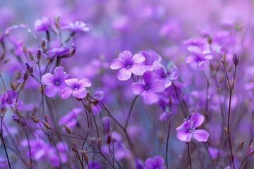 Spring Background Purple Tall. Close-up Detail of Small Wildflowers on a Nice Spring Day