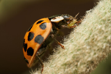 Ladybug crawling on a natural branch