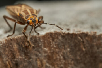 Macro view of orange spotted bug