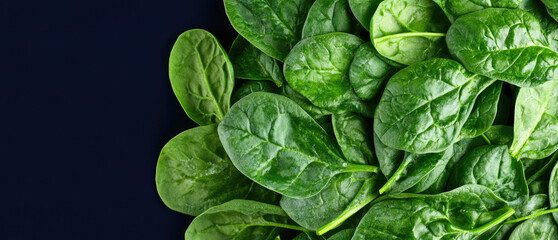 Fresh green spinach leaves are laid out closely together. Healthy, organic, fresh food concept