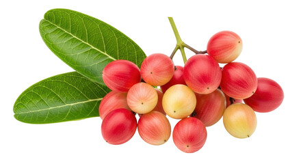Isolated Karanda Fruits