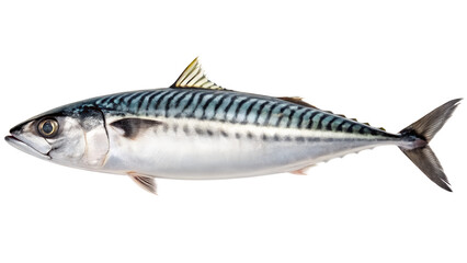 a whole mackerel fish with blue-green scales, a silver belly, and a yellow dorsal fin, isolated on a transparent background