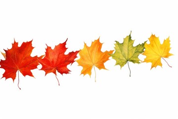 Fototapeta premium Maple leaves nature plant leaf.