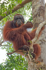 Wild orangutan resting in the rainforest canopy