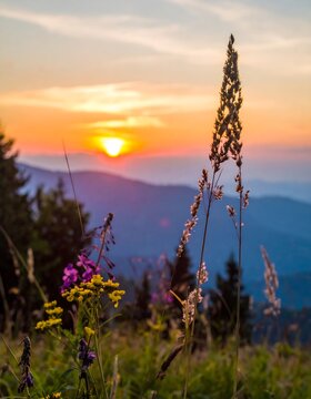 Mountain sunset wildflowers (1)
