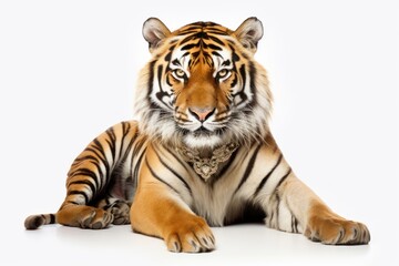 Obraz premium Tiger wildlife animal mammal.