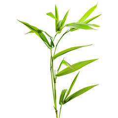 Fototapeta premium Bright green bamboo stalk with delicate leaves against a black background