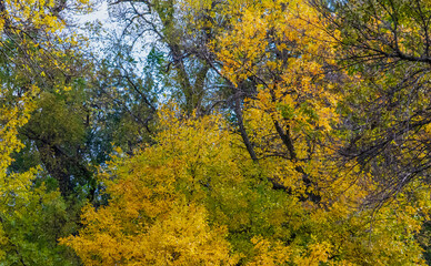 Autumn leaves in the forest