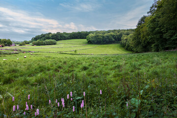 Grin Low Woods in the Buxton Country Park, Derbyshire, England