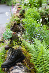 Old boots used as a flowerpots: the Avenue, Tissington, Derbyshire, England