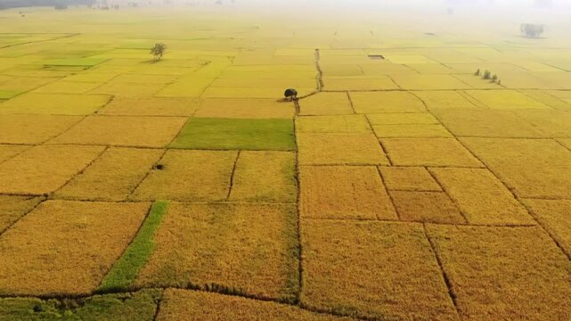 Aerial view of golden harvested rice fields divided into plots with few trees, creating a geometric pattern in the landscape, Bogura, Rajshahi Division, Bangladesh.