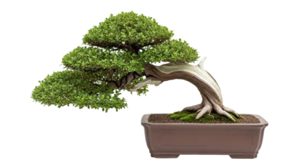 Fototapete Rund Bonsai Isolated Bonsai Tree  © Anna