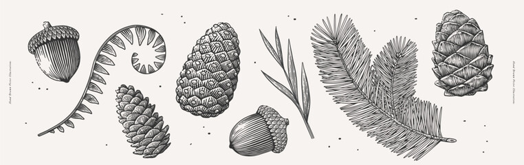 Hand-drawn botanical illustration of pinecones, acorns, and foliage in vintage engraving style. Nature and forest elements concept. Design for poster, banner, greeting card, invitation, postcard. © KOSIM