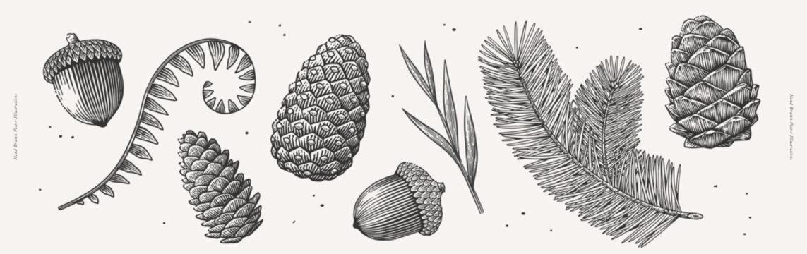 Hand-drawn botanical illustration of pinecones, acorns, and foliage in vintage engraving style. Nature and forest elements concept. Design for poster, banner, greeting card, invitation, postcard.