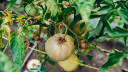 Green tomato bush in the garden. Unripe fruits rot and darken from phytophthora. Plant care.