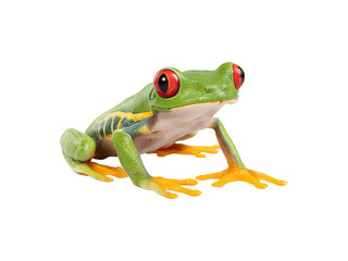 Vibrant red-eyed tree frog with striking coloration and unique features
