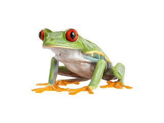 Obraz premium Vibrant red-eyed tree frog with striking coloration and unique features 