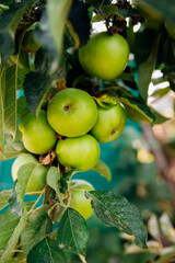 Green apples on a tree in the garden hanging from a tree branch. An orchard.