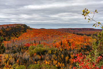 Vibrant Autumn Forest Vista