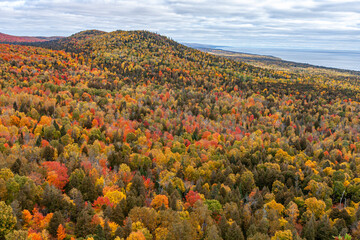 Vibrant Autumn Forest Vista