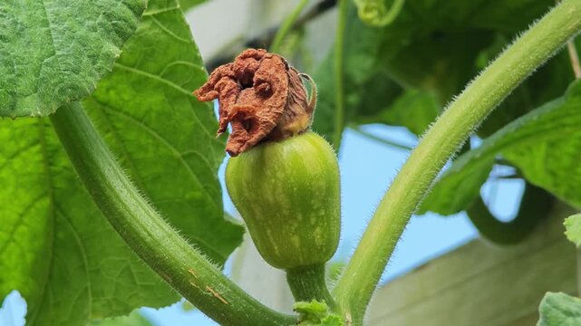 Chayote also known as mirliton and choko.