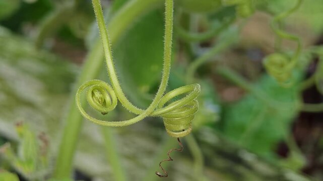 Chayote also known as mirliton and choko.