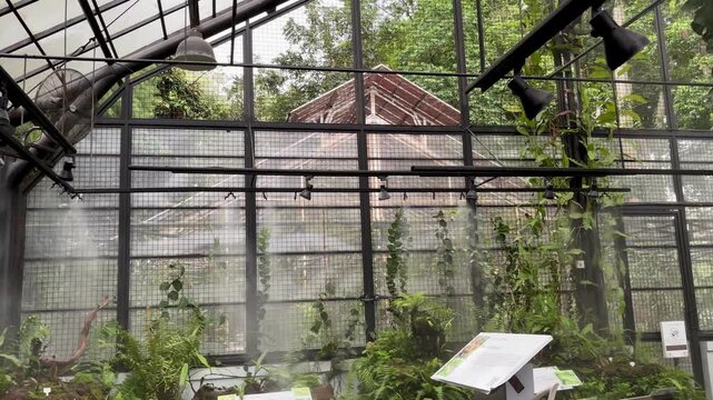  interior of a misty greenhouse with a vibrant collection of tropical plants. The automated misting system and rustic building visible outside create a tranquil, humid atmosphere.