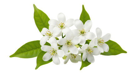 Isolated Orange Blossom Flowers