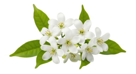Isolated Orange Blossom Flowers