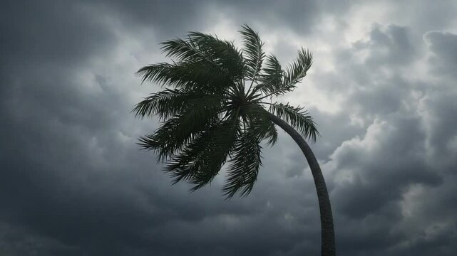 Palm tree bending in strong storm wind against dark cloudy sky, dramatic natural disaster scene, hurricane or typhoon weather 4K video