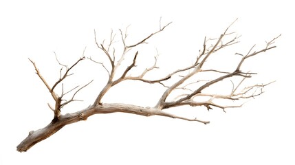 Isolated Dry Tree Branch on White Background - Professional Stock Photo