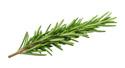 Isolated Rosemary