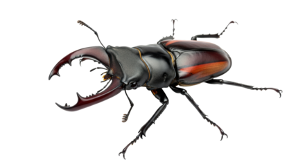 Isolated Stag Beetle
