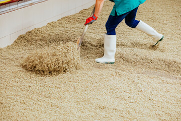 Worker Turning Barley Grain on Malting Floor