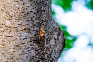 A cicada sits on a tree on hot summer day, closeup shot. Slow motion. Korea